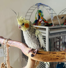Load image into Gallery viewer, Female Pearl Cockatiel