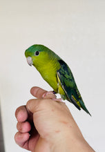 Load image into Gallery viewer, Lineolated (Linnie) Parakeet Babies