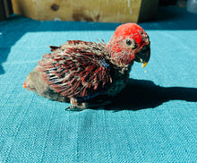 Load image into Gallery viewer, Female Solomon Island Eclectus Baby