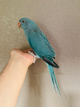 Load image into Gallery viewer, Indian Ringneck Parakeet Babies