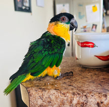 Load image into Gallery viewer, Male Caique Parrot