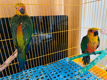 Load image into Gallery viewer, Jenday Conure Babies