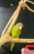 Load image into Gallery viewer, Half Moon Conure Babies
