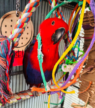 Load image into Gallery viewer, Female Solomon Island Eclectus