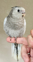 Load image into Gallery viewer, White Face / Cream Face Cockatiel Babies