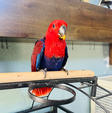 Load image into Gallery viewer, Female Solomon Island Eclectus Baby