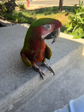 Load image into Gallery viewer, Uriah| Adult Male Calico Macaw