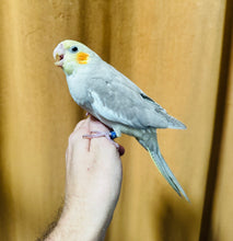 Load image into Gallery viewer, Cockatiel Babies