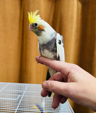 Load image into Gallery viewer, Cockatiel Babies