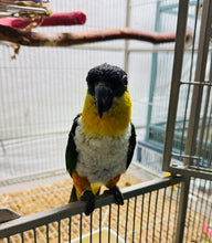 Load image into Gallery viewer, Male Caique Parrot