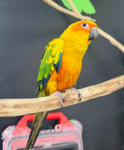 Load image into Gallery viewer, Sun Conure Babies