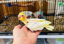 Load image into Gallery viewer, Cockatiel Babies