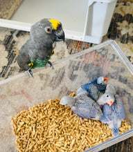 Load image into Gallery viewer, Indian Ringneck Parakeet Babies