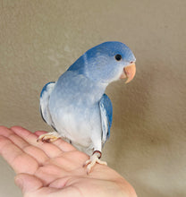 Load image into Gallery viewer, Indian Ringneck Parakeet Babies