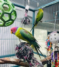 Load image into Gallery viewer, Proven Plumheaded Parakeet Pair