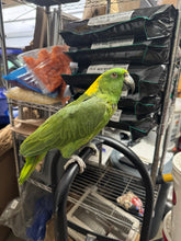 Load image into Gallery viewer, Poppy | Adult Male Yellow Nape Amazon