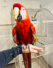 Load image into Gallery viewer, Female Scarlet Macaw