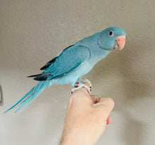 Load image into Gallery viewer, Indian Ringneck Parakeet Babies