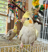 Load image into Gallery viewer, Cockatiel Babies