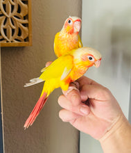 Load image into Gallery viewer, High Red Sun Cheek Conure Babies