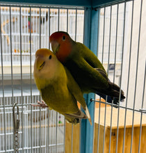 Load image into Gallery viewer, Peach-Faced Lovebird Breeding Pair