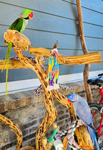 Load image into Gallery viewer, Male Alexandrine Parakeet