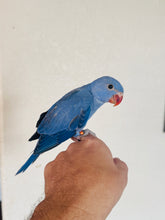 Load image into Gallery viewer, Indian Ringneck Parakeet Babies