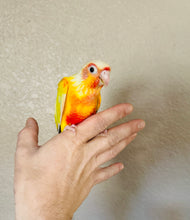 Load image into Gallery viewer, High Red Sun Cheek Conure Babies