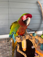 Load image into Gallery viewer, Uriah| Adult Male Calico Macaw