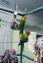 Load image into Gallery viewer, Proven Plumheaded Parakeet Pair