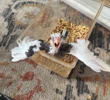 Load image into Gallery viewer, White Faced Cockatiel Babies
