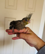 Load image into Gallery viewer, Cockatiel Babies