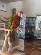 Load image into Gallery viewer, Uriah| Adult Male Calico Macaw