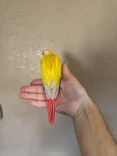 Load image into Gallery viewer, High Red Sun Cheek Conure Babies