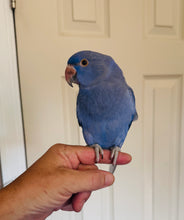 Load image into Gallery viewer, Indian Ringneck Parakeet Babies