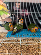 Load image into Gallery viewer, Jenday Conures