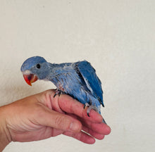 Load image into Gallery viewer, Indian Ringneck Parakeet Babies