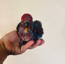 Load image into Gallery viewer, Female Solomon Island Eclectus Baby