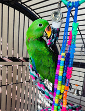 Load image into Gallery viewer, Male Solomon Island Eclectus Baby
