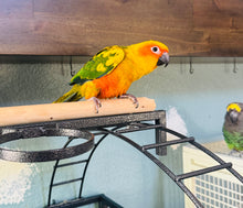 Load image into Gallery viewer, Sun Conure Babies