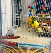 Load image into Gallery viewer, Tame Budgie Pair