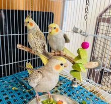 Load image into Gallery viewer, Cockatiel Babies