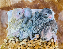 Load image into Gallery viewer, Parrotlet Babies