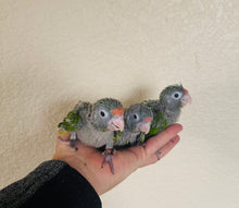 Load image into Gallery viewer, Half Moon Conure Babies