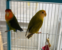 Load image into Gallery viewer, Peach-Faced Lovebird Breeding Pair