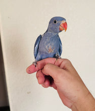 Load image into Gallery viewer, Indian Ringneck Parakeet Babies