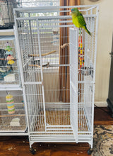 Load image into Gallery viewer, Mooney | Adult Male Halfmoon Conure