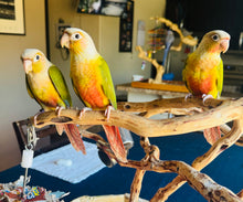 Load image into Gallery viewer, Pineapple Green Cheeked Conure Babies