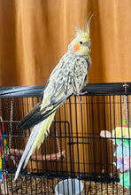 Load image into Gallery viewer, Female Pearl Cockatiel