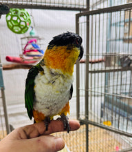 Load image into Gallery viewer, Male Caique Parrot